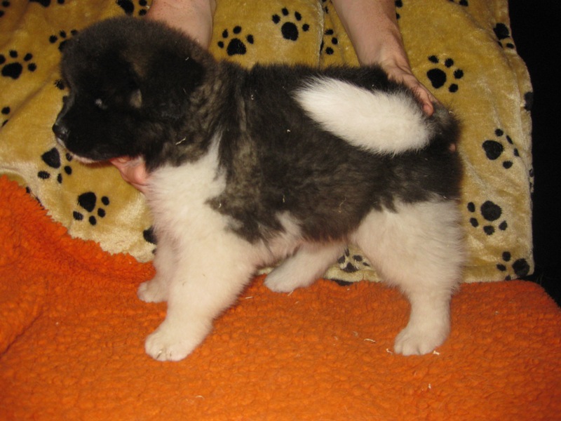 Puppies